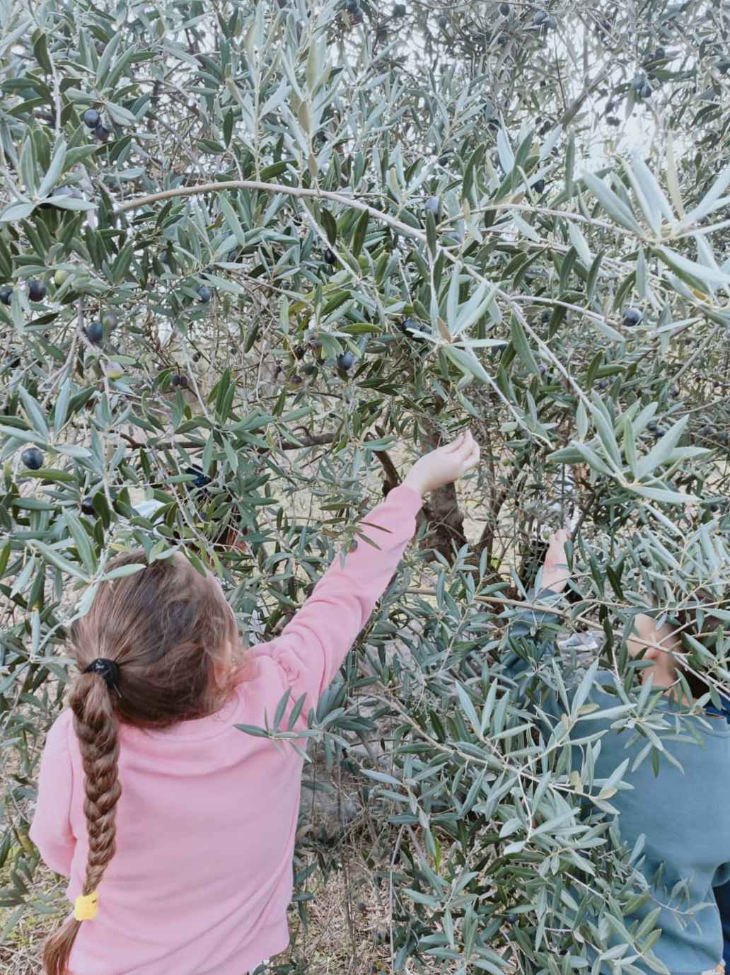 Niños recogen aceitunas en la finca de la granja-escuela Parapanda